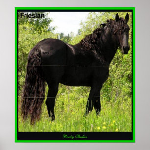 Friesian Foto Print Poster