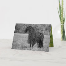 Friesian Horoks Looks - Horse Grußkarte
