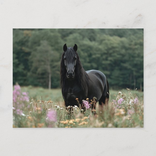 Friesian Horse in a Wildblume Field Postkarte (Vorderseite)