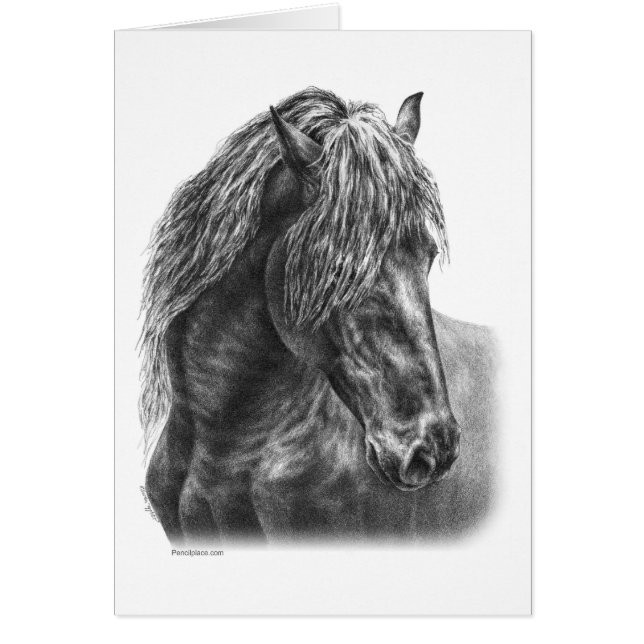 Friesian Horse Portrait Wavy Mane (Vorne)