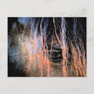 Friesian Horse Postkarte