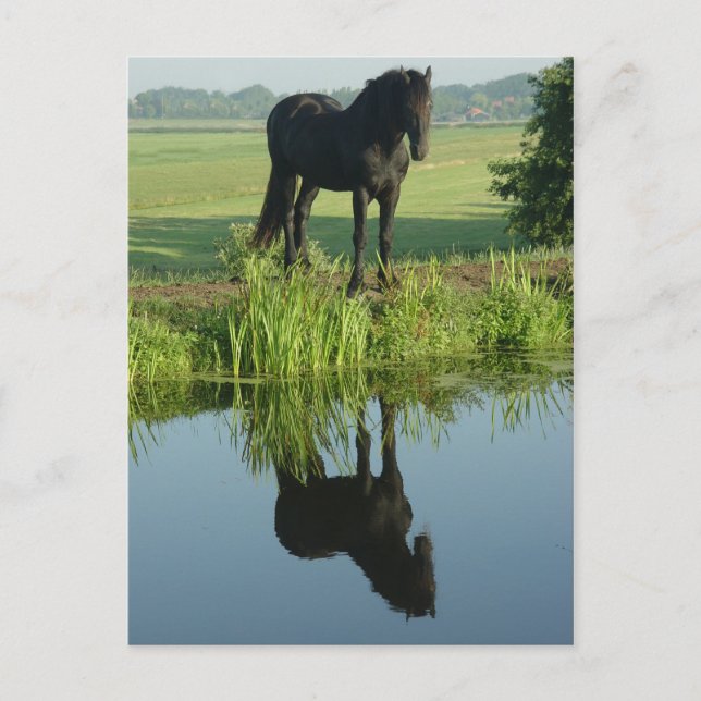 Friesian Horse Reflection in water Postkarte (Vorderseite)