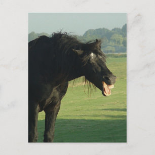 Friesian Horse Yawning Postkarte