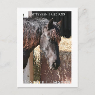 Friesian Mare Postkarte
