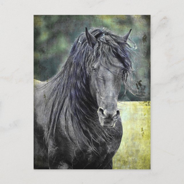 Friesian Stallion Postkarte (Vorderseite)