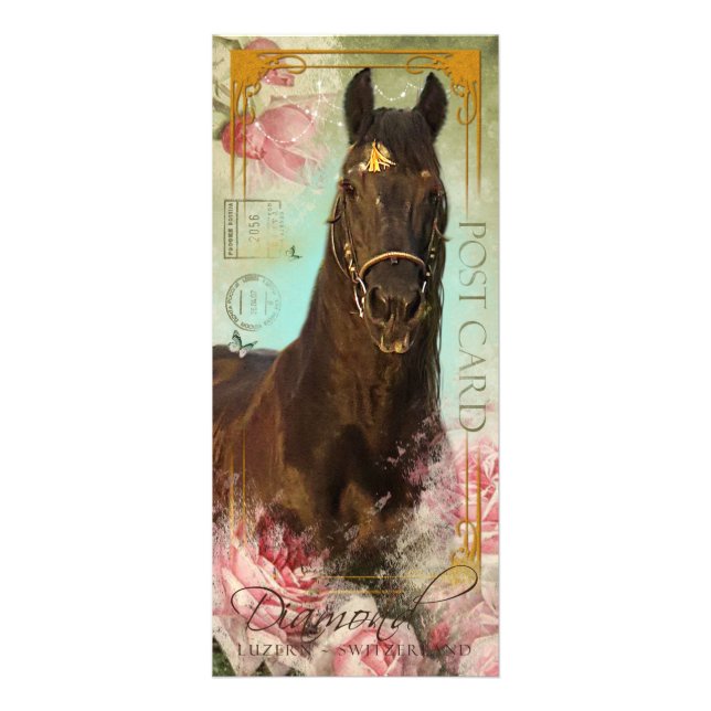 Friesische Stallion ~ Fan-Karte Werbekarte (Vorne)