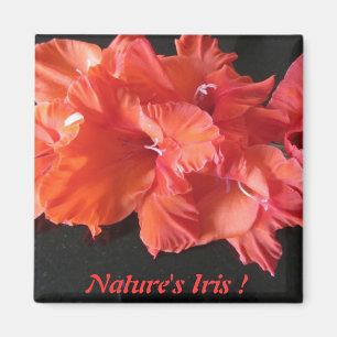 Frig die Iris des Bernsteines Magnet! Magnet