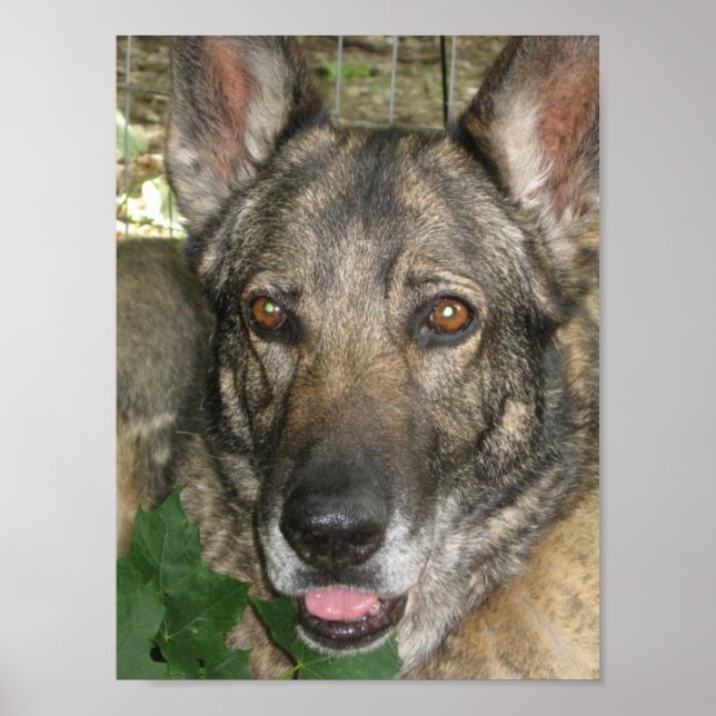 Friga im Garten Poster (Vorne)