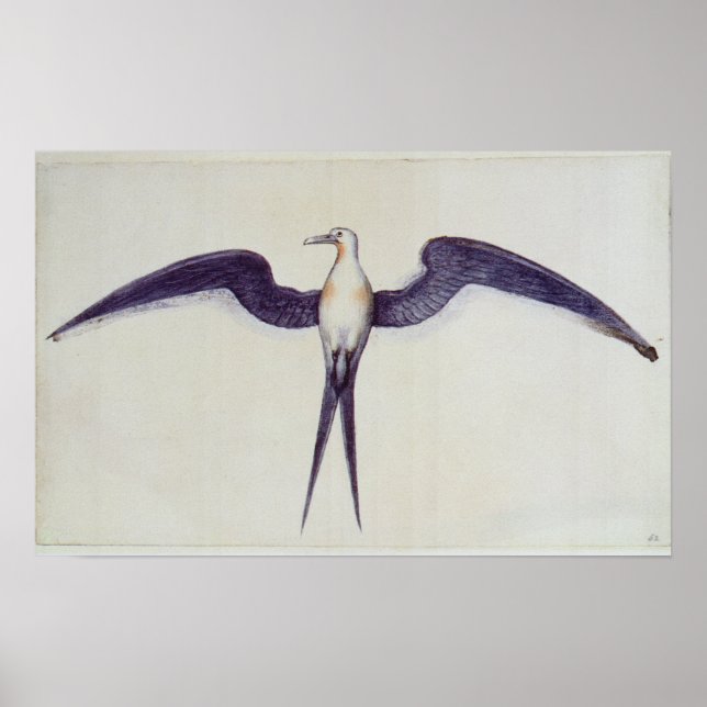 Frigate Bird Poster (Vorne)