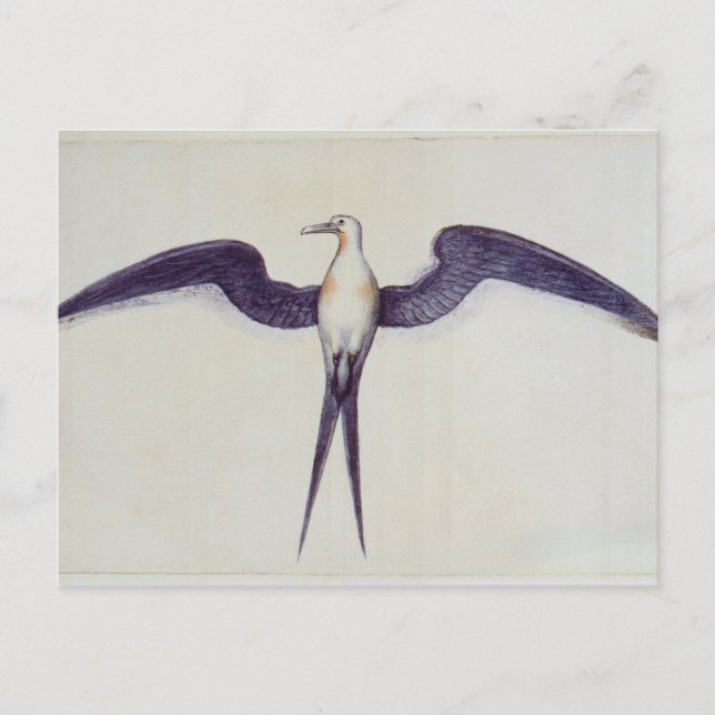 Frigate Bird Postkarte (Vorderseite)