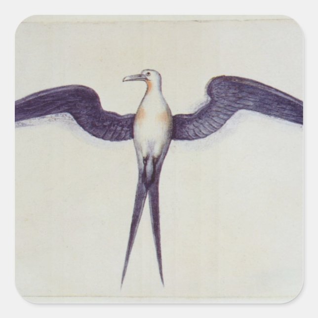 Frigate Bird Quadratischer Aufkleber (Vorderseite)