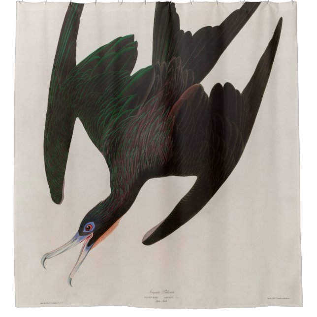 Frigate Pelican Birds of America Audubon Print Duschvorhang (Vorderseite)