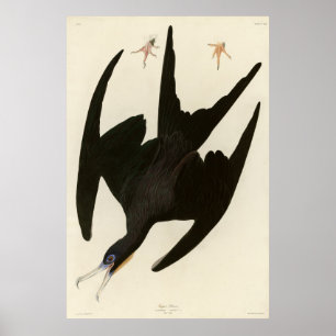 Frigate Pelican (Magnificent Frigatebird) Audubon Poster