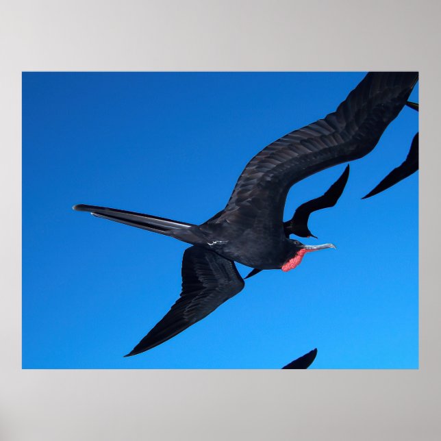 Frigatebird im Flug Poster (Vorne)