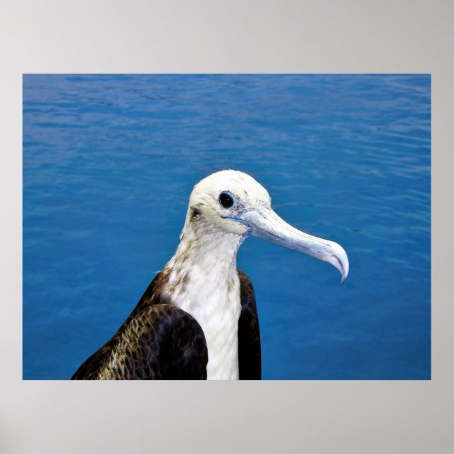 Frigatebird-Portrait II Poster (Vorne)