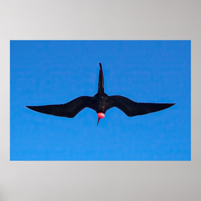 Frigatebird von unten poster (Vorne)