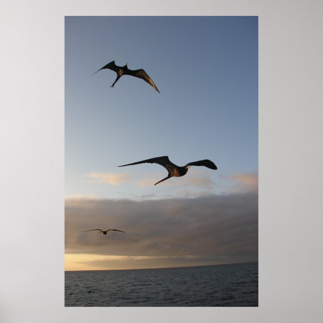 Frigatvögel bei Sonnenuntergang Poster (Vorne)
