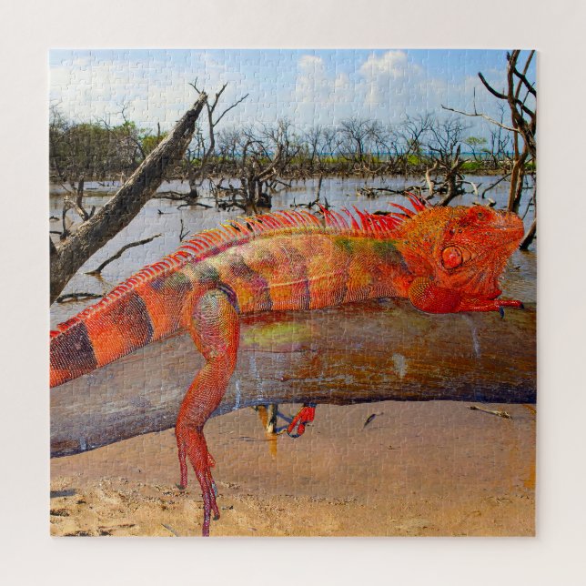 Frill halackte Lizard (Vertikal)