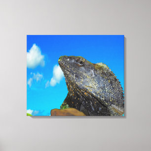 Frill halackte Lizard Leinwanddruck