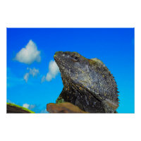 Frill halackte Lizard