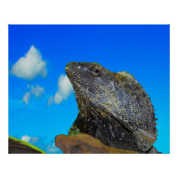 Frill halackte Lizard