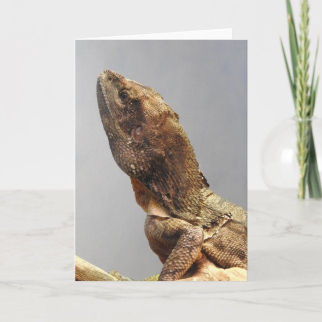 Frilled Lizard Grußkarte Karte (Vorderseite)