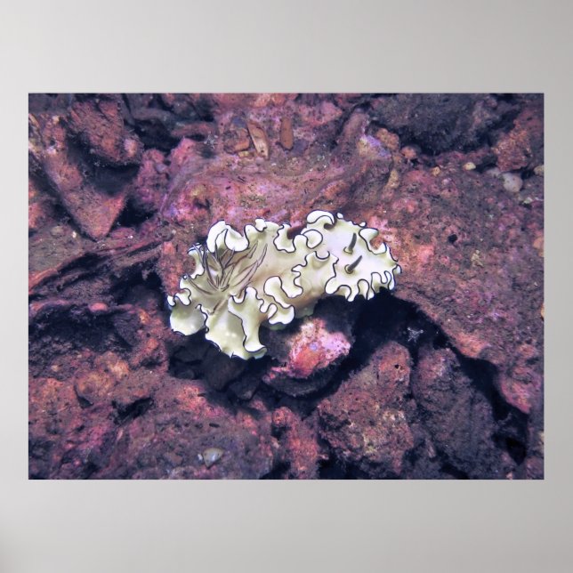 Frilly NudiBranly Poster (Vorne)