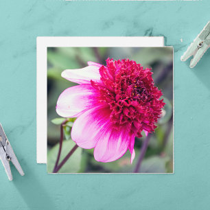Frilly Pink et Magenta Dahlia Carte de remerciemen