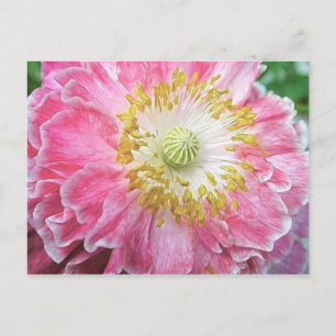 Frilly Pink Poppy Postkarte