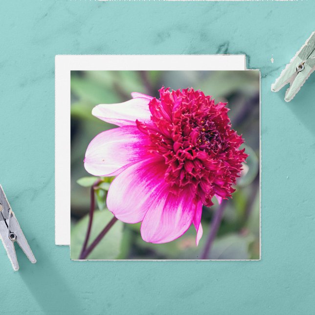 Frilly Pink und Magenta Dahlia Danke-Card (Von Creator hochgeladen)