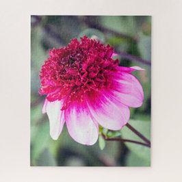Frilly Pink und Magenta Dahlia mit zwei Tönen