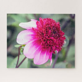 Frilly Pink und Magenta Dahlia mit zwei Tönen