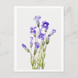 Fringed Gentian Botanical Illustration Postkarte