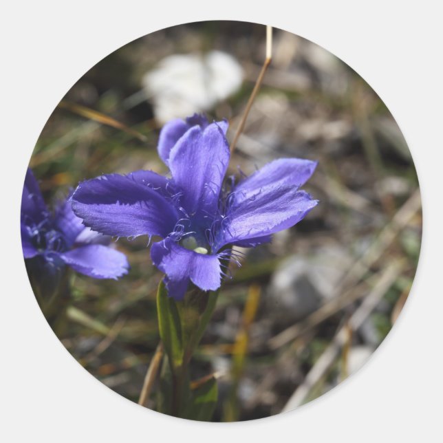 Fringed Gentian Runder Aufkleber (Vorderseite)
