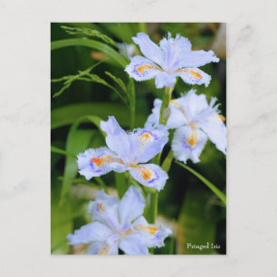 Fringed Iris [Postkarte] Postkarte