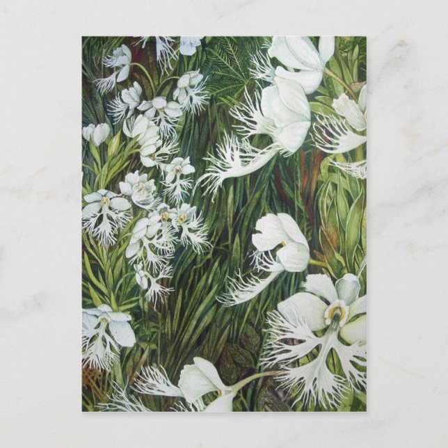 Fringed Prairie Orchids Postkarte (Vorderseite)