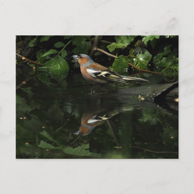 Fringilla coelebs postkarte (Vorderseite)