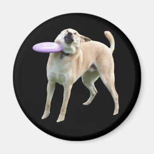 Frisbee Dog Meme Magnet