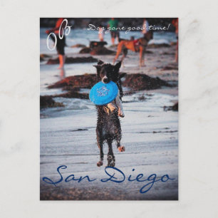 Frisbee Dog Postkarte