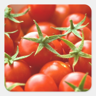 Frisch ausgewählte Kirschtomaten Quadratischer Aufkleber