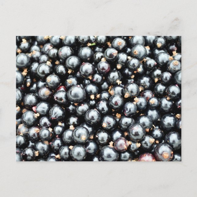 Frisch gepflückte schwarze Johannisbeeren Postkarte (Vorderseite)