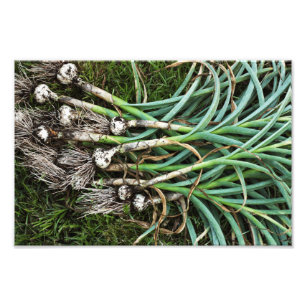 Frisch-Gezogener Knoblauch-Foto-Druck Fotodruck
