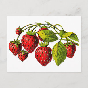 Frische Erdbeeren Postkarte