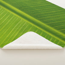 Frische grüne Bananenblätter