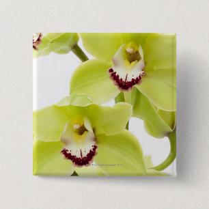 Frische grüne Orchidee - abgeschieden auf Weiß Button