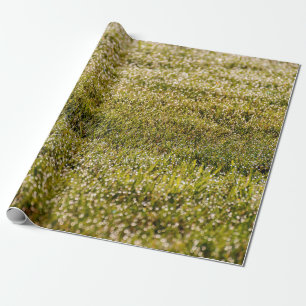 Frische grüne Rasenfläche mit Kakteen Geschenkpapier
