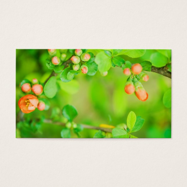 Frische grüne und rote Blume (Vorderseite)