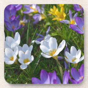 Frische Krokusse in verschiedenen Farben Getränkeuntersetzer