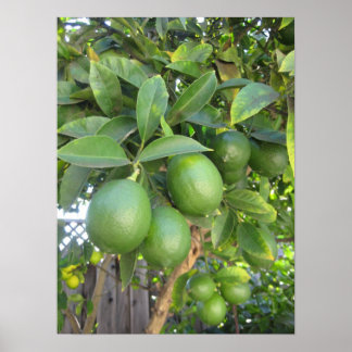 Frische Limes Poster