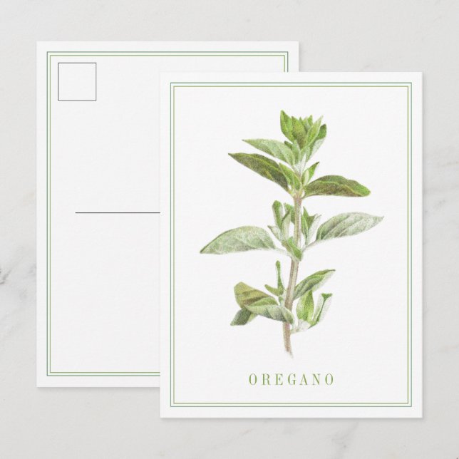 FRISCHE OREGANO Postkarte (Vorne/Hinten)